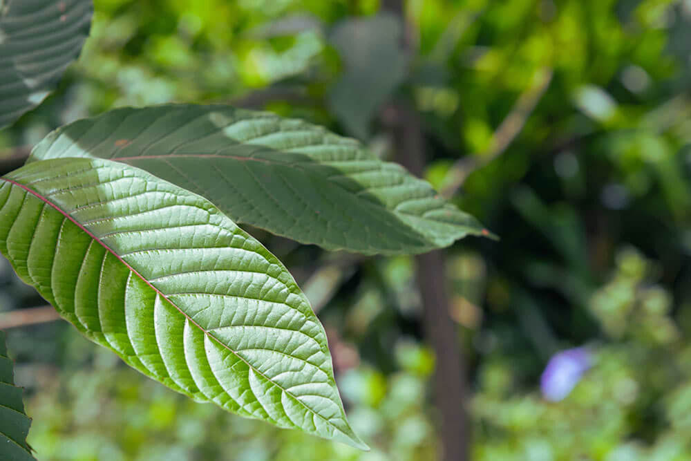 Mitragynine is a natural alkaloid in kratom leaves.